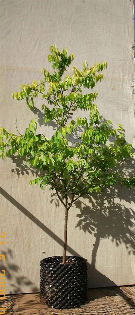 Zelkova serrata, Japanese Zelkova, Japanese Elm Kiwi Sunset